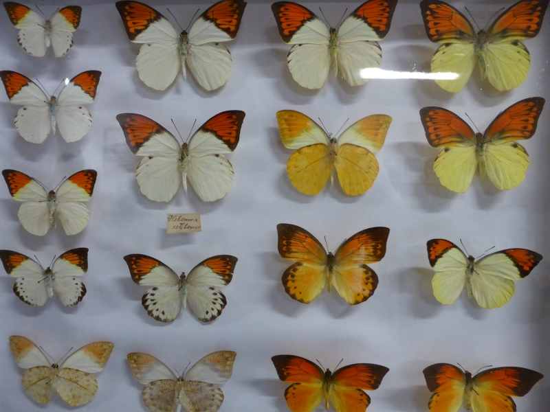 Ausstellung exotischer Schmetterlinge